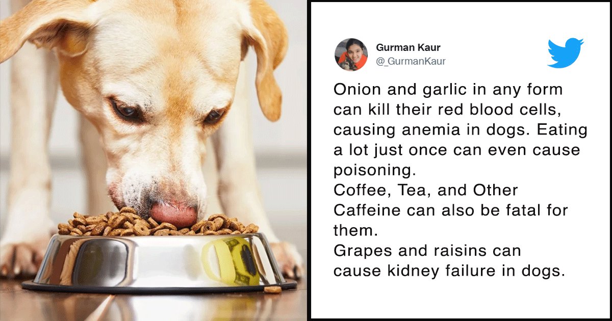 can fish oil kill dogs