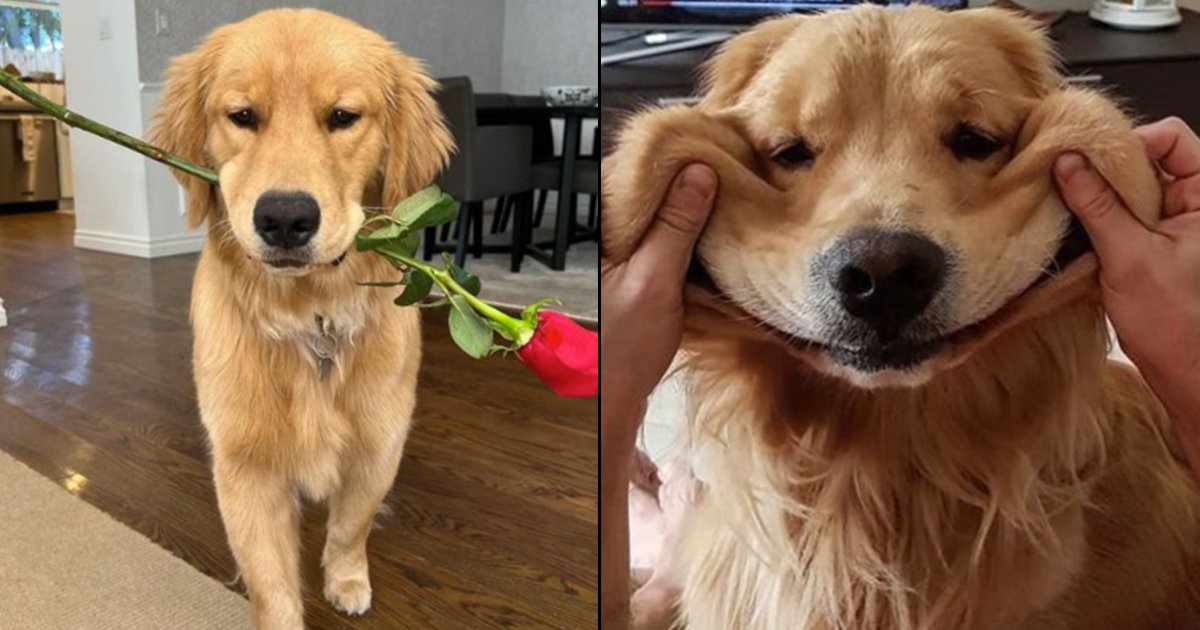 7 Signs Your Boyfriend Might Be A Golden Retriever In Disguise