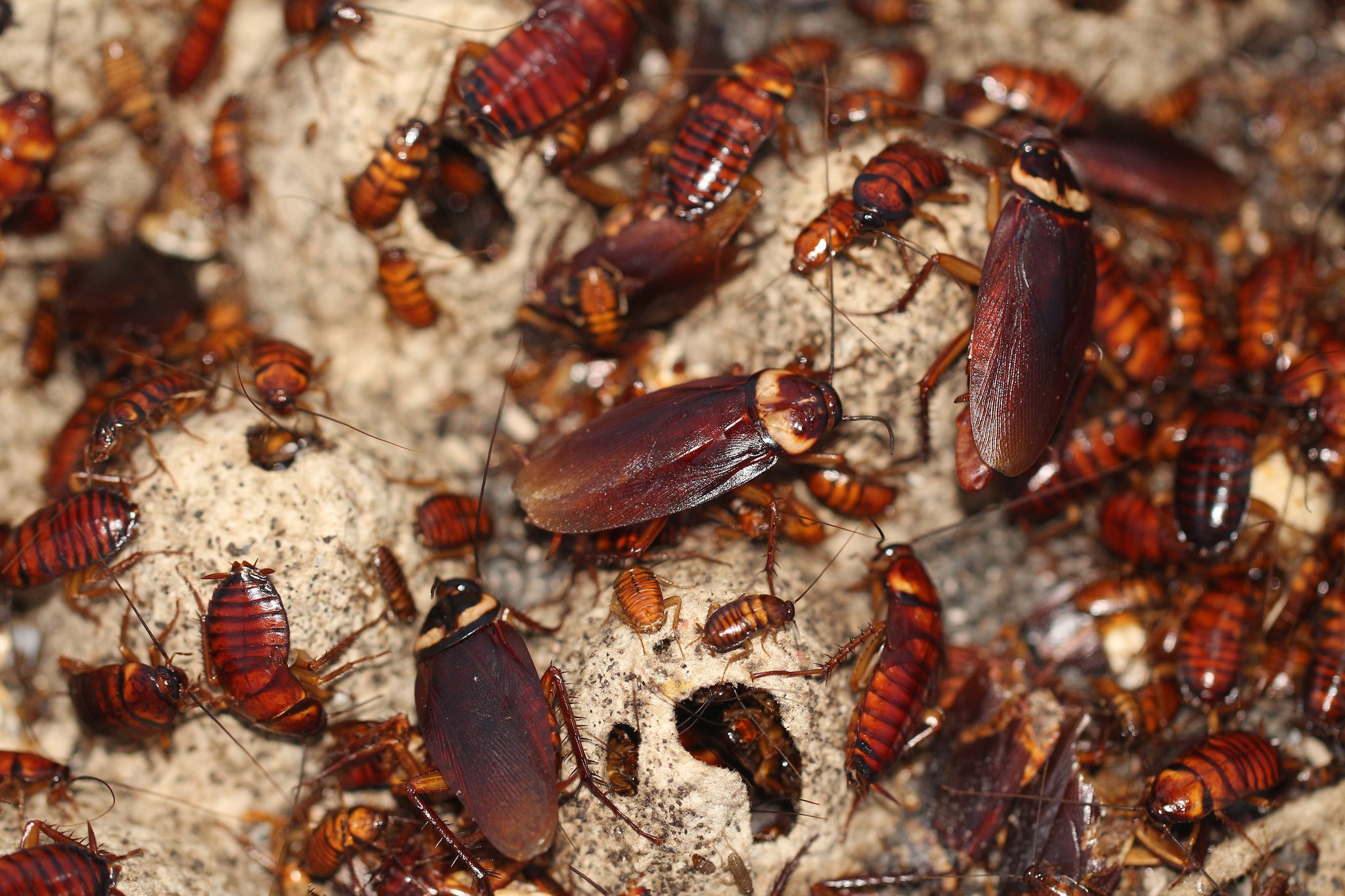 Company Offers People ₹15 Lakh To Release 100 Cockroaches In Their Houses Call The Nope Police