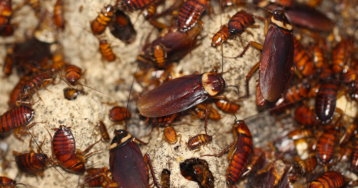 Company Offers People ₹1.5 Lakh To Release 100 Cockroaches In Their ...