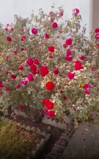 Ghaziabad Man Gifts An Entire Rose Garden To Girlfriend