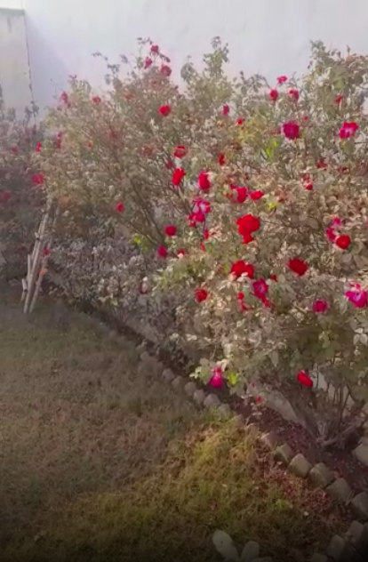 Ghaziabad Man Gifts An Entire Rose Garden To Girlfriend