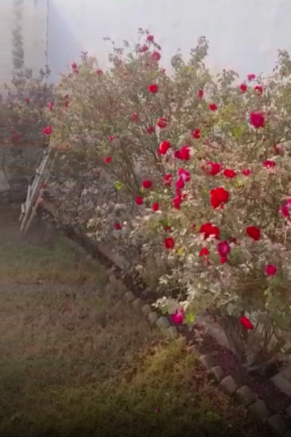 Ghaziabad Man Gifts An Entire Rose Garden To Girlfriend