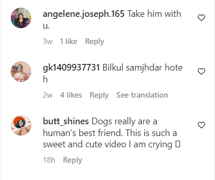 comments on dog at vidaai video