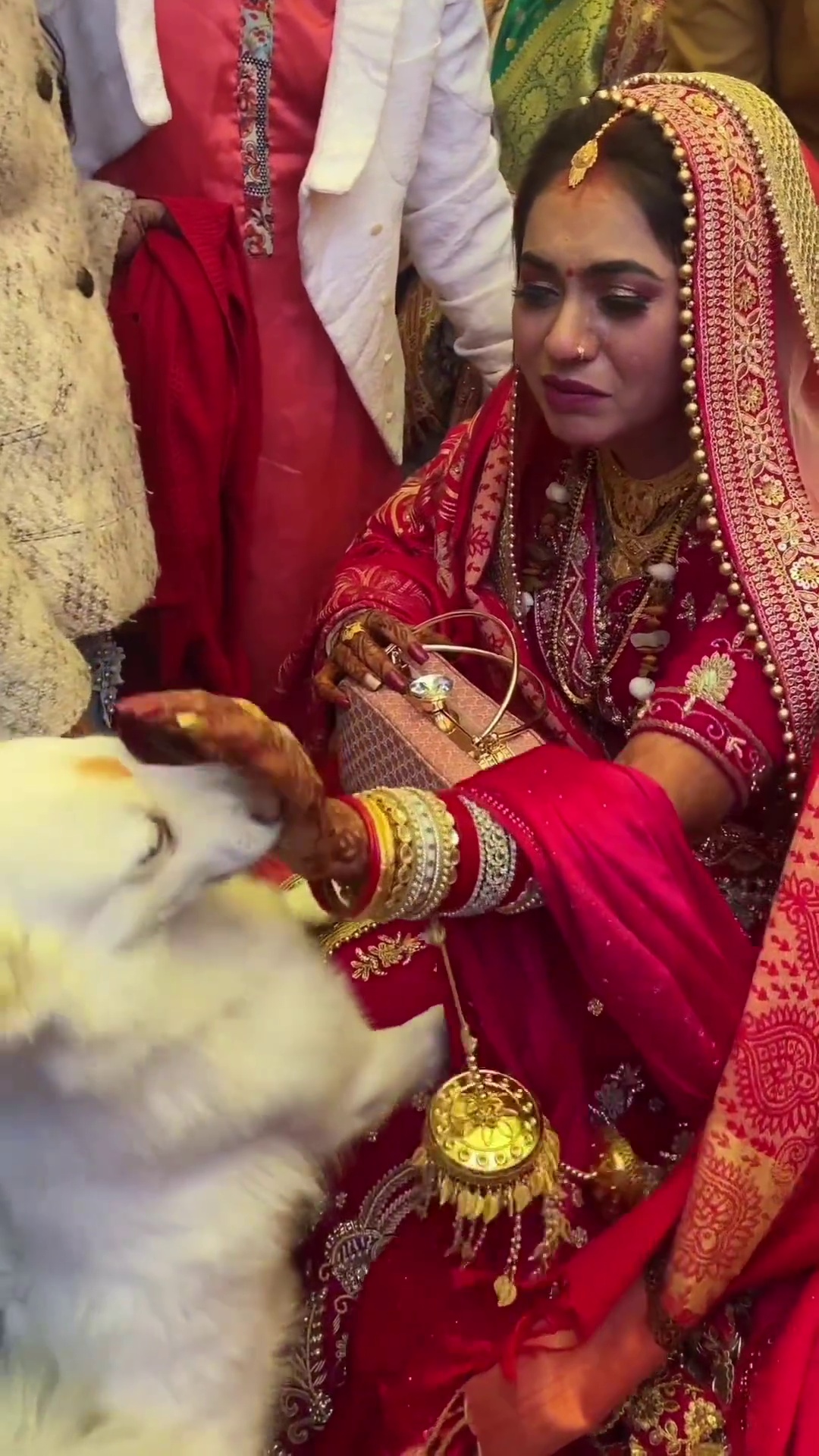 bride and dog