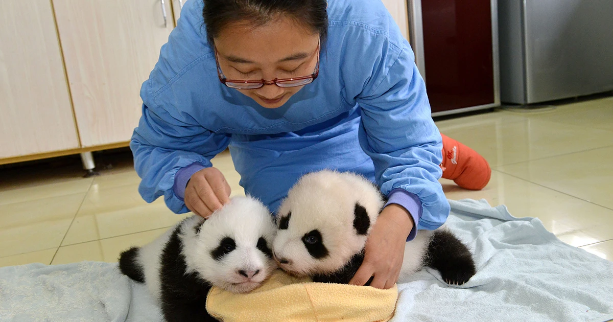 panda nanny