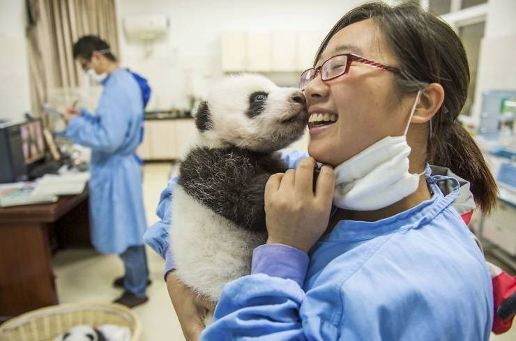 panda nanny