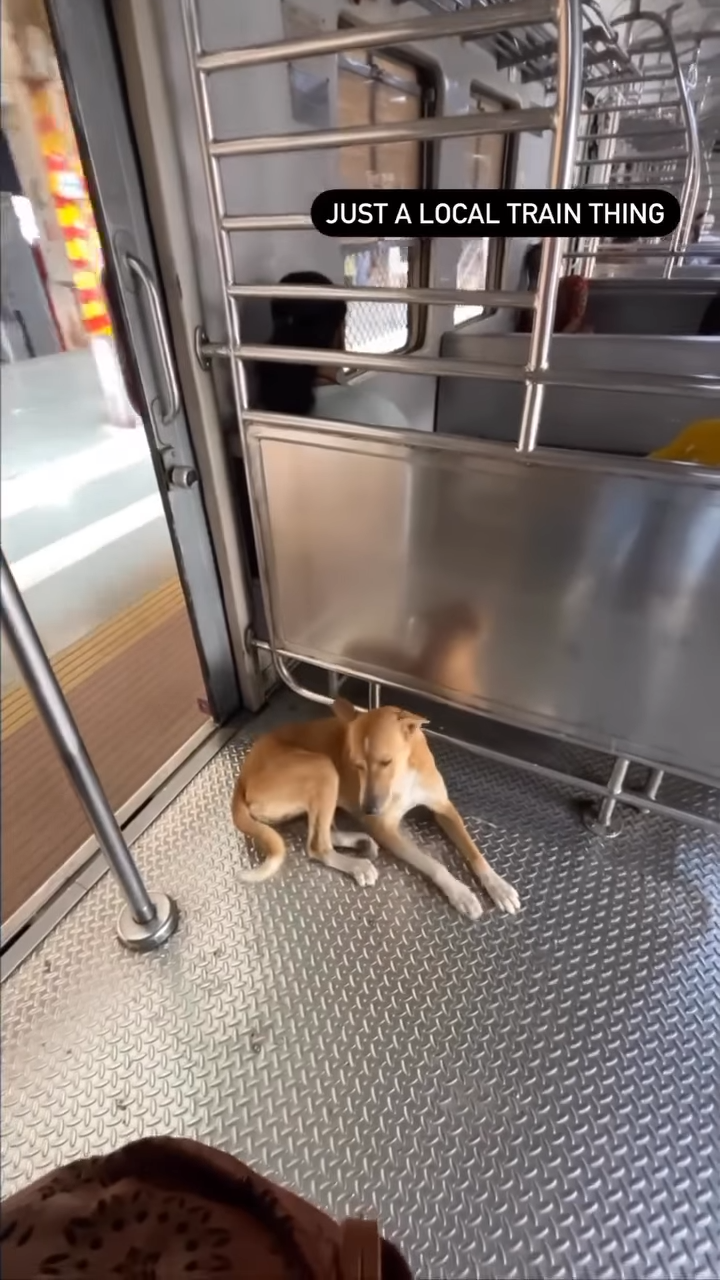 Mumbai dog in the Local Train