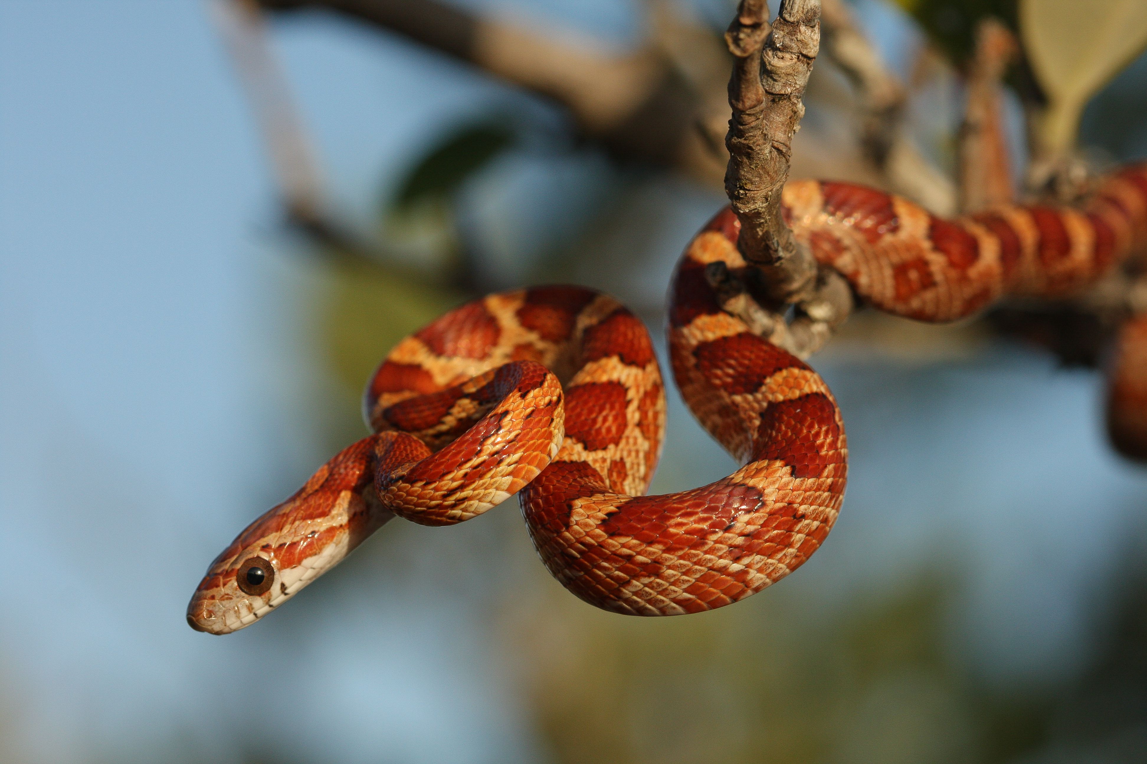 Interesting facts about the snakes