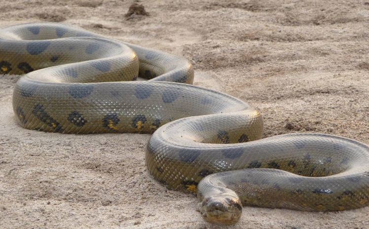 14 Species of Boas and Pythons: Amazing Constricting Snakes - PetHelpful