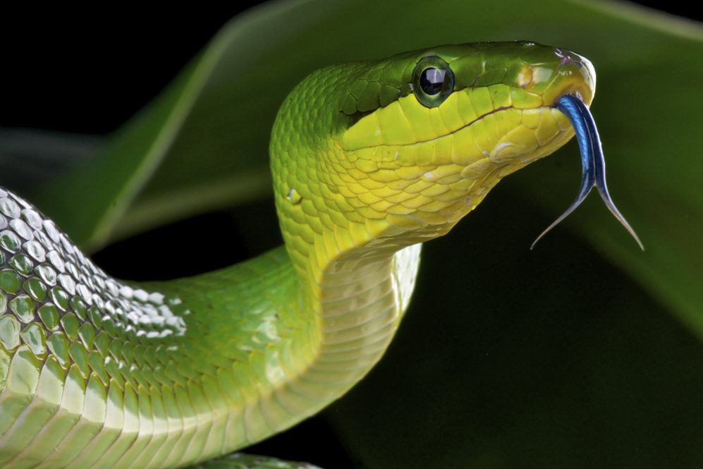 Interesting facts about the snakes