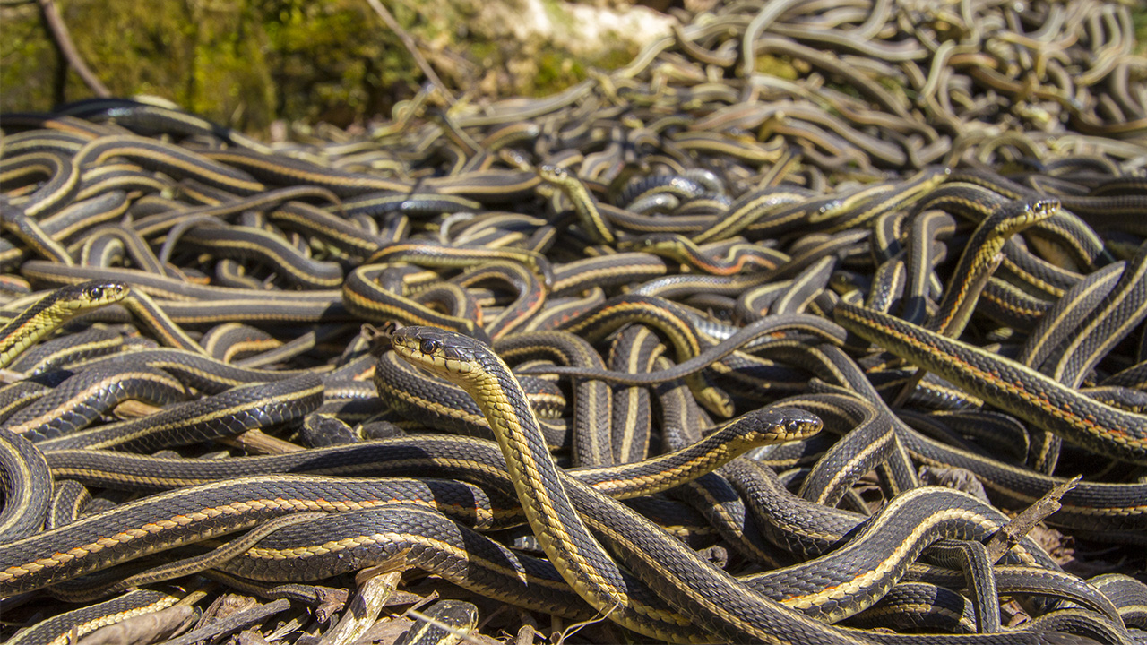 Garter Snake Fast Facts (U.S. National Park Service)