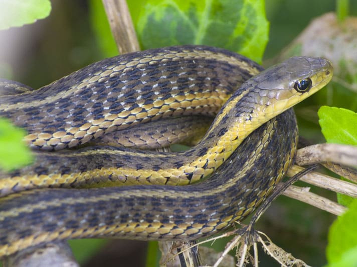 Interesting facts about the snakes