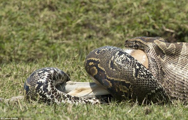 14 Species of Boas and Pythons: Amazing Constricting Snakes - PetHelpful