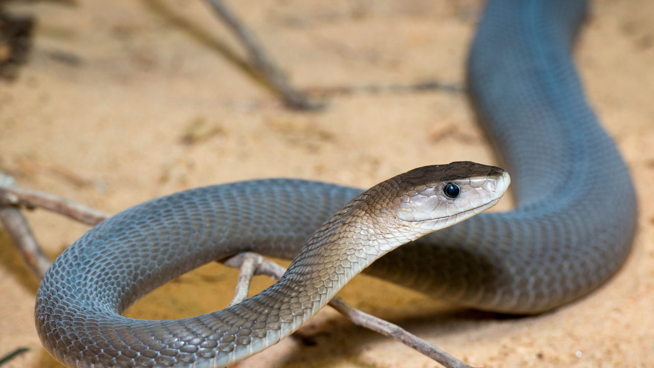 Interesting facts about the snakes