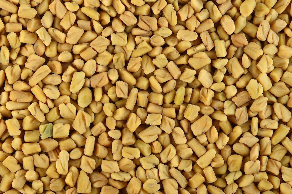 Fenugreek