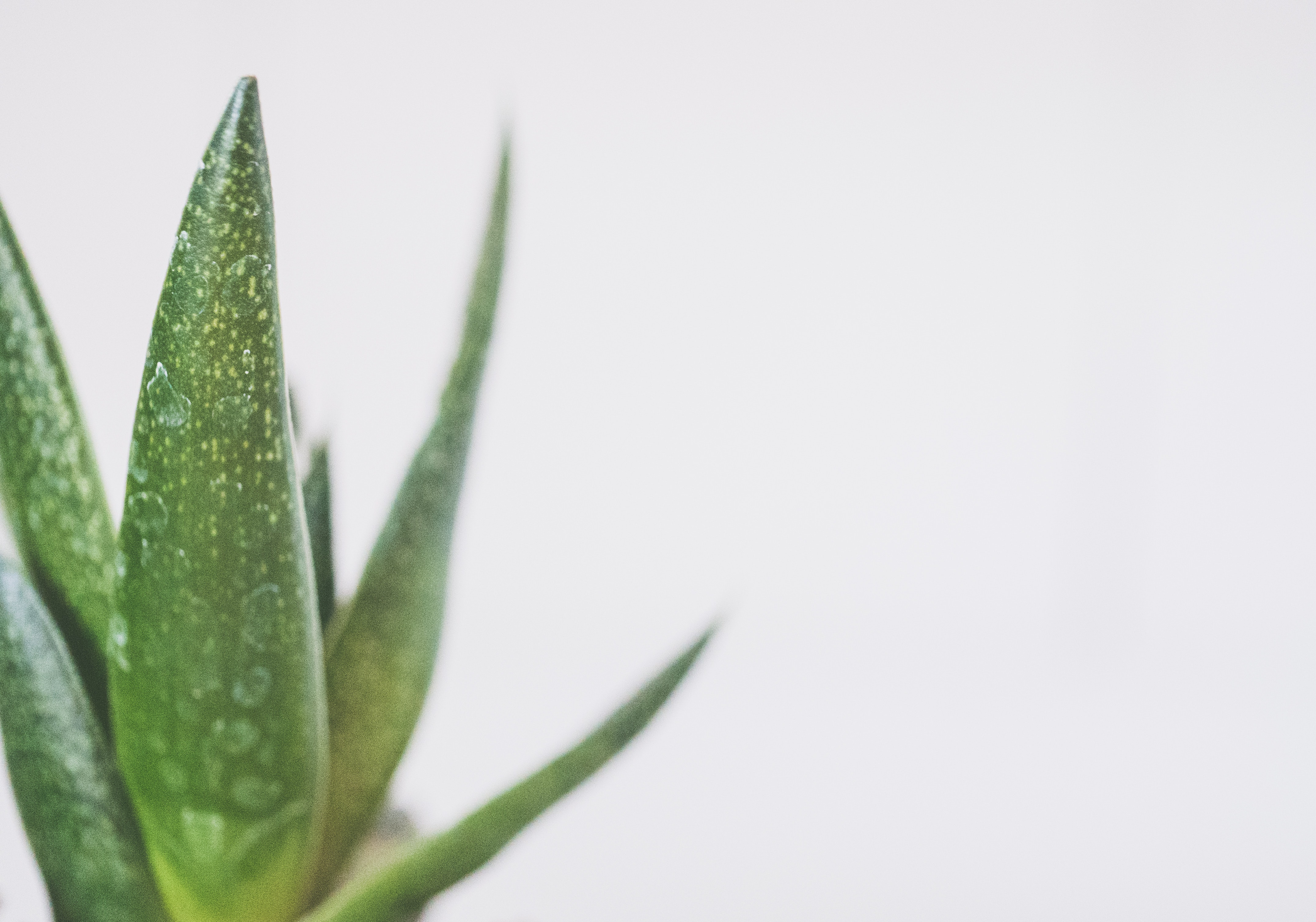 Aloe Vera Gel Dermat Ingredient