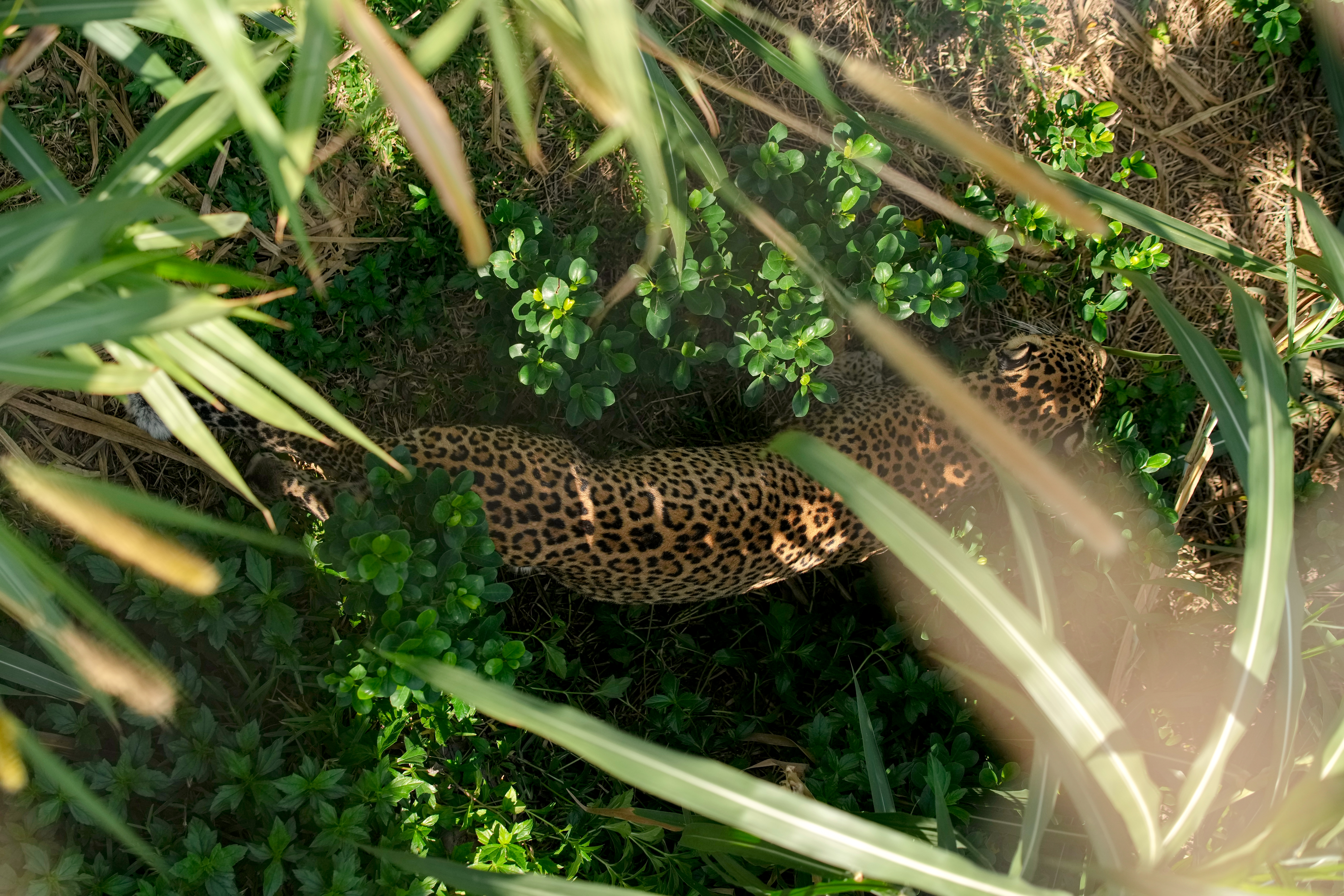 Leopard in Vantara