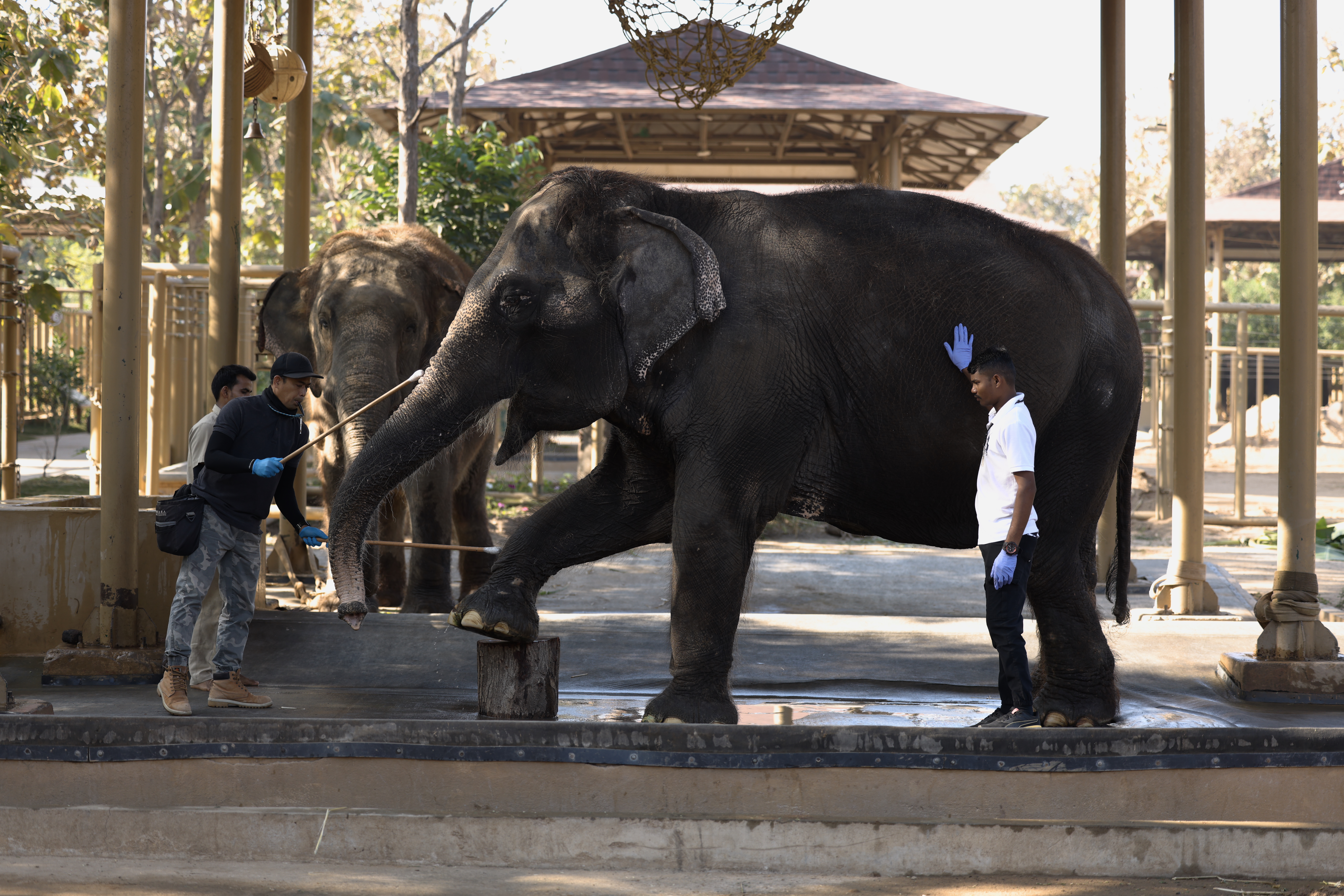 Elephant training in Vantara