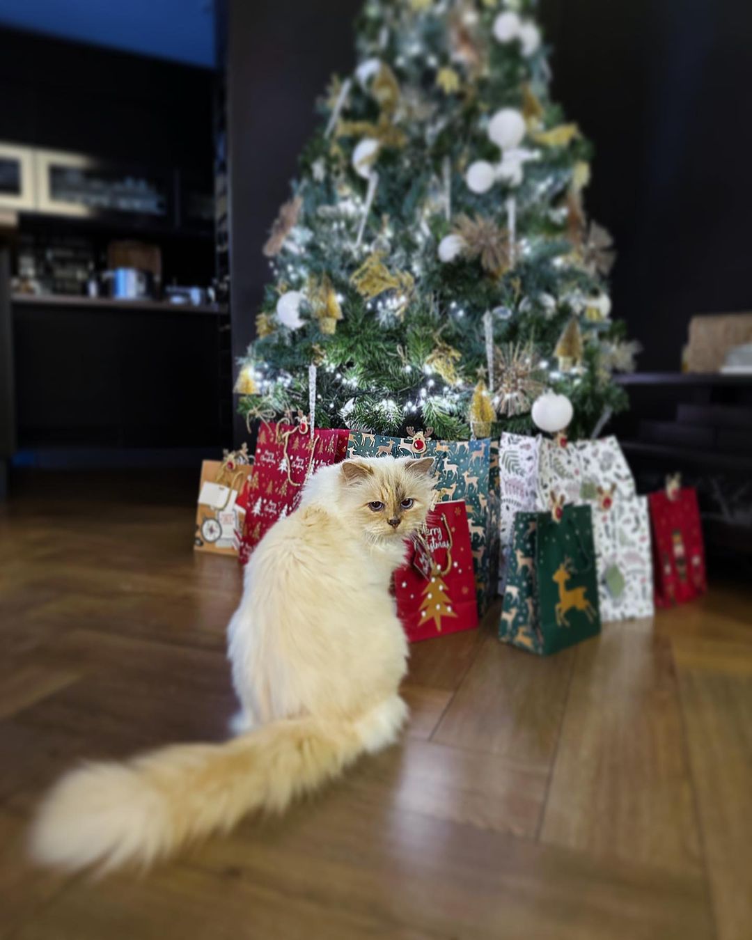 richest pets in the world