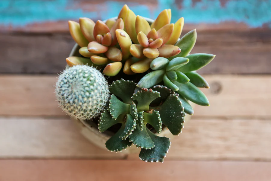Simple Succulent homemade mothers day gifts