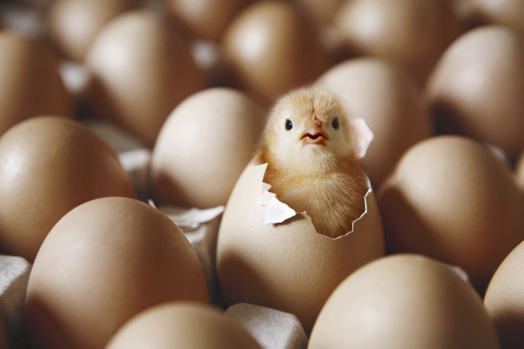 What Came First: The Chicken or the Egg?