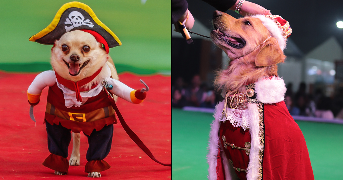 Top 7 Pet Costumes That Slayed At India’s Biggest Pet Fashion Show 2023