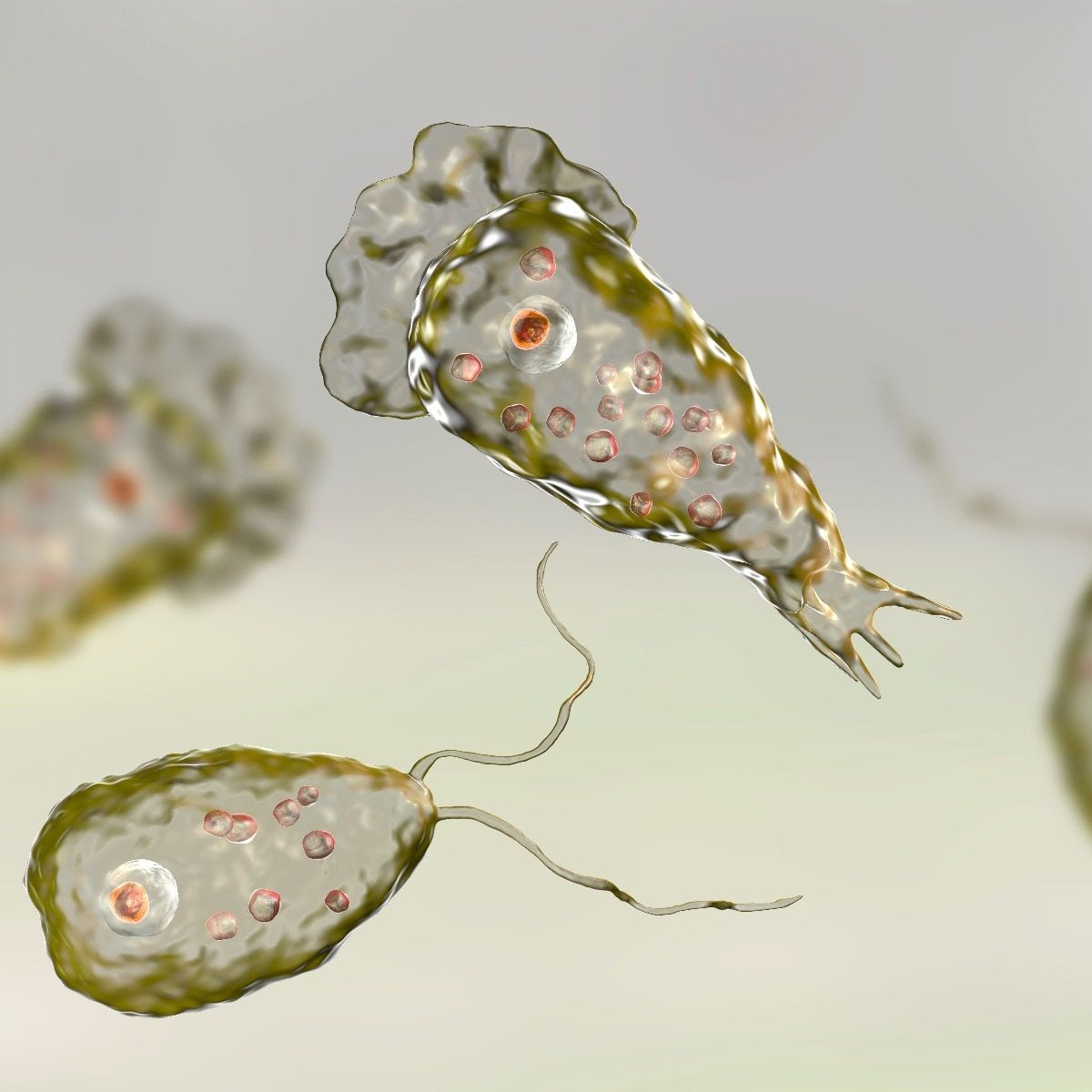 Naegleria fowleri macro shot busts the myth—drinking water isn't the problem!