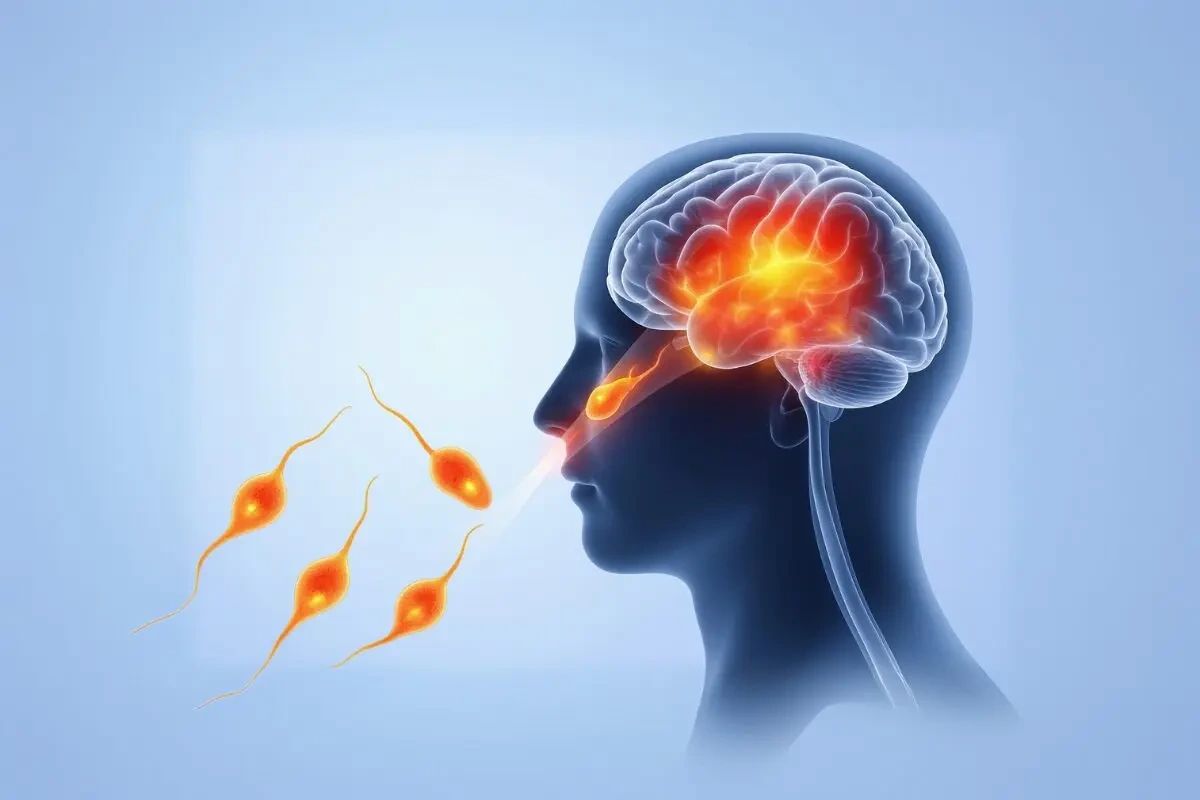 Brain-eating amoeba travels via nose to brain graphic