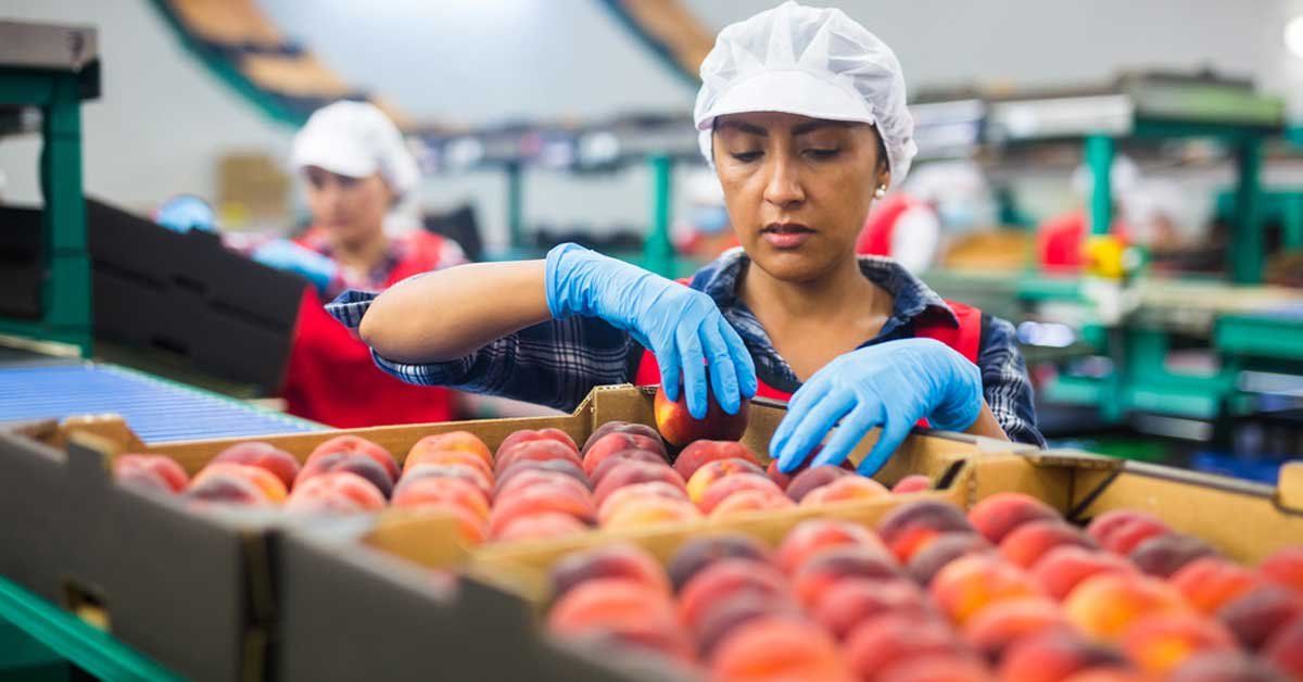 Food processing worker