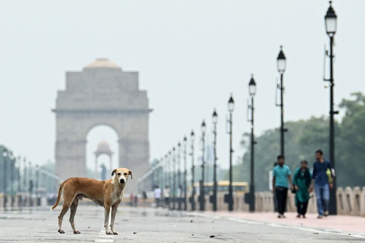 Street Dog in Delhi