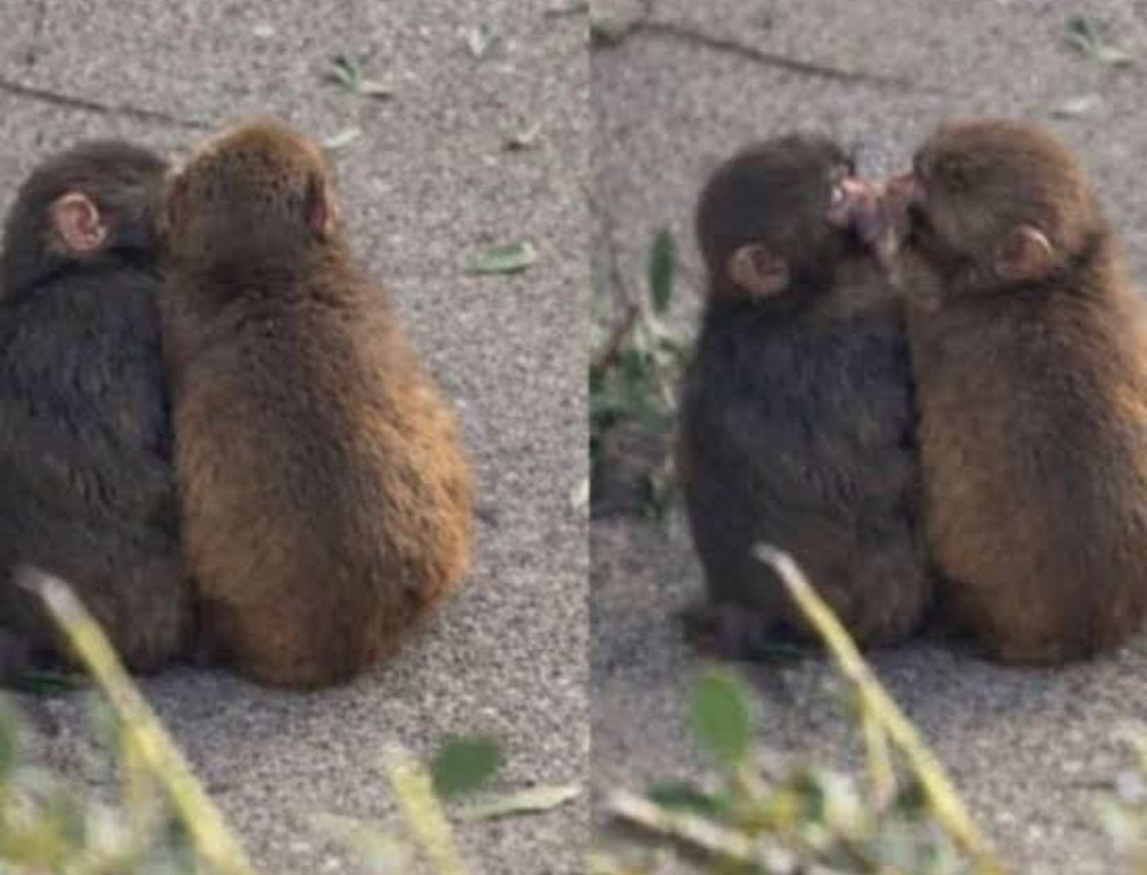 “Punch Got More Game Than Me”: Viral Baby Macaque’s New ‘Girlfriend’ Has The Internet In Splits